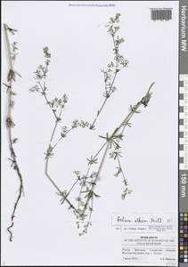 Galium album Mill., Eastern Europe, Middle Volga region (E8) (Russia)