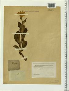 Doronicum altaicum Pall., Siberia, Altai & Sayany Mountains (S2) (Russia)