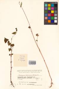 Fagopyrum tataricum (L.) Gaertn., Siberia, Russian Far East (S6) (Russia)