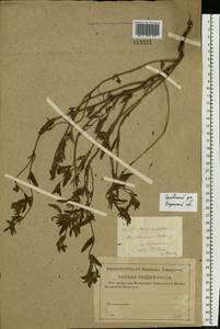 Buglossoides arvensis (L.) I. M. Johnst., Eastern Europe, Central region (E4) (Russia)