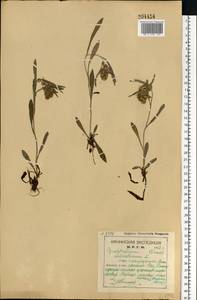Omalotheca norvegica (Gunnerus) Sch. Bip. & F. W. Schultz, Eastern Europe, Northern region (E1) (Russia)
