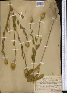 Stizolophus balsamita (Lam.) K.Koch, Middle Asia, Syr-Darian deserts & Kyzylkum (M7) (Uzbekistan)