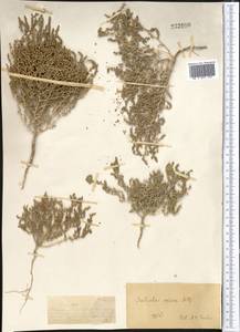 Nitrosalsola nitraria (Pall.) Tzvelev, Middle Asia, Muyunkumy, Balkhash & Betpak-Dala (M9) (Kazakhstan)