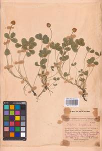 Trifolium fragiferum L., Eastern Europe, Eastern region (E10) (Russia)