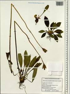 Meconopsis integrifolia, South Asia, South Asia (Asia outside ex-Soviet states and Mongolia) (ASIA) (China)