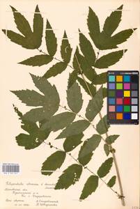 Filipendula ulmaria (L.) Maxim., Eastern Europe, Moscow region (E4a) (Russia)