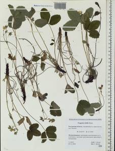 Fragaria viridis Duchesne, Eastern Europe, Rostov Oblast (E12a) (Russia)