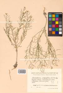 Dontostemon integrifolius (L.) Ledeb., Siberia, Russian Far East (S6) (Russia)