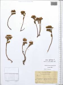 Phedimus hybridus (L.) 't Hart, Siberia, Altai & Sayany Mountains (S2) (Russia)