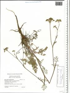 Kitagawia baicalensis (Redowsky ex Willd.) Pimenov, Siberia, Altai & Sayany Mountains (S2) (Russia)