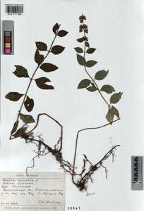 Mentha × piperita L., Siberia, Altai & Sayany Mountains (S2) (Russia)