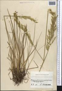 Trisetum, Middle Asia, Northern & Central Tian Shan (M4) (Kyrgyzstan)