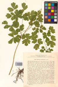 Thalictrum sachalinense Lecoy., Siberia, Russian Far East (S6) (Russia)