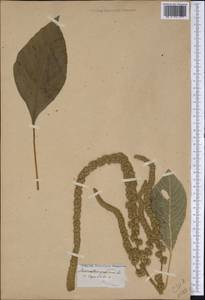 Amaranthus graecizans L., America (AMER) (United States)
