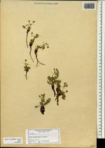 Erodium, South Asia, South Asia (Asia outside ex-Soviet states and Mongolia) (ASIA) (Syria)