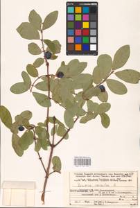 Lonicera caerulea L., Eastern Europe, Northern region (E1) (Russia)