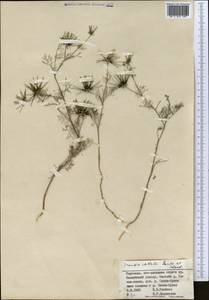 Scandix stellata Banks & Sol., Middle Asia, Northern & Central Tian Shan (M4) (Kyrgyzstan)
