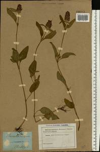 Prunella vulgaris L., Eastern Europe, South Ukrainian region (E12) (Ukraine)