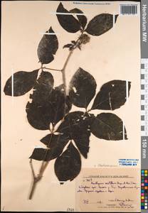 Eleutherococcus sessiliflorus (Rupr. & Maxim.) S. Y. Hu, Siberia, Russian Far East (S6) (Russia)