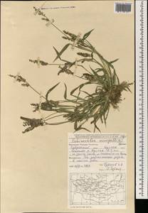 Echinochloa crus-galli (L.) P.Beauv., Mongolia (MONG) (Mongolia)