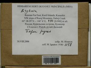 Bryhnia, Bryophytes, Bryophytes - Russian Far East (excl. Chukotka & Kamchatka) (B20) (Russia)