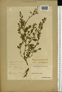 Polygonum aviculare subsp. aviculare, Eastern Europe, Volga-Kama region (E7) (Russia)