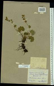 Alchemilla schistophylla Juz., Eastern Europe, Eastern region (E10) (Russia)