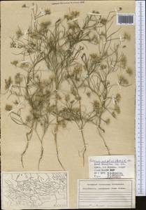 Cuminum setifolium (Boiss.) Koso-Pol., Middle Asia, Syr-Darian deserts & Kyzylkum (M7) (Kazakhstan)
