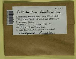 Callicladium haldaneanum (Grev.) H.A. Crum, Bryophytes, Bryophytes - Russian Far East (excl. Chukotka & Kamchatka) (B20) (Russia)