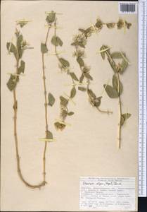 Moluccella olgae (Regel) Ryding, Middle Asia, Northern & Central Tian Shan (M4) (Kyrgyzstan)