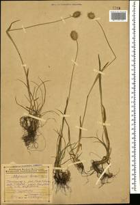 Alopecurus aucheri Boiss., Caucasus, Azerbaijan (K6) (Azerbaijan)