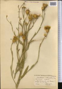 Centaurea glastifolia subsp. intermedia (Boiss.) L. Martins, Middle Asia, Caspian Ustyurt & Northern Aralia (M8) (Kazakhstan)