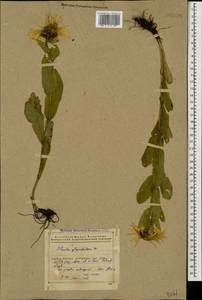 Pentanema orientale (Lam.) D. Gut. Larr., Santos-Vicente, Anderb., E. Rico & M. M. Mart. Ort., Caucasus, Azerbaijan (K6) (Azerbaijan)