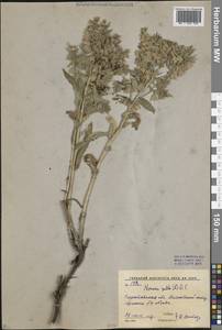 Nonea pulla (L.) DC., Eastern Europe, Lower Volga region (E9) (Russia)