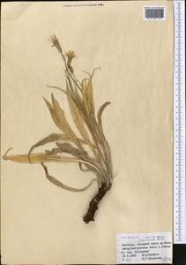 Pseudopodospermum inconspicuum (Lipsch.) Zaika, Sukhor. & N. Kilian, Middle Asia, Western Tian Shan & Karatau (M3) (Kyrgyzstan)
