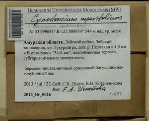 Cynodontium asperifolium (Lindb. ex Arnell) Paris, Bryophytes, Bryophytes - Russian Far East (excl. Chukotka & Kamchatka) (B20) (Russia)