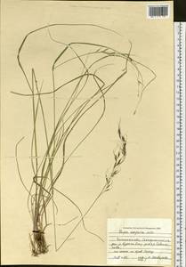 Achnatherum confusum (Litv.) Tzvelev, Siberia, Baikal & Transbaikal region (S4) (Russia)