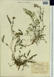 Astragalus alpinus L., Siberia, Yakutia (S5) (Russia)