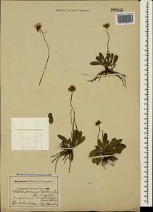 Bellis perennis L., Crimea (KRYM) (Russia)