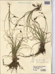 Carex turkestanica Regel, Middle Asia, Northern & Central Tian Shan (M4) (Kyrgyzstan)