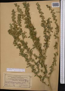 Ononis spinosa subsp. hircina (Jacq.)Gams, Middle Asia, Kopet Dag, Badkhyz, Small & Great Balkhan (M1) (Turkmenistan)