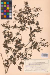 Geranium sibiricum L., Eastern Europe, Western region (E3) (Russia)