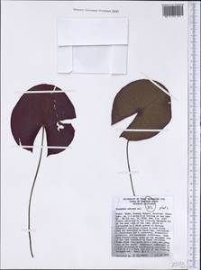 Nymphaea odorata Sol. ex Aiton, America (AMER) (United States)