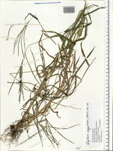 Digitaria sanguinalis (L.) Scop., Eastern Europe, Central forest-and-steppe region (E6) (Russia)