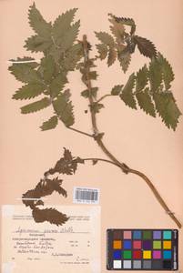 Agrimonia procera Wallr., Eastern Europe, Moldova (E13a) (Moldova)