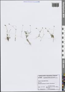 Sagina nivalis (Lindblad) Fr., Siberia, Central Siberia (S3) (Russia)