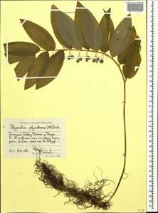 Polygonatum orientale Desf., Caucasus, Stavropol Krai, Karachay-Cherkessia & Kabardino-Balkaria (K1b) (Russia)