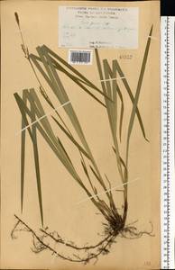 Carex pilosa Scop., Eastern Europe, Central forest-and-steppe region (E6) (Russia)