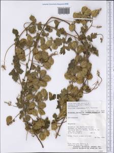Urvillea chacoensis A.T. Hunziker, America (AMER) (Paraguay)