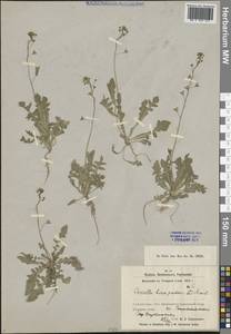 Capsella bursa-pastoris (L.) Medik., Middle Asia, Syr-Darian deserts & Kyzylkum (M7) (Uzbekistan)